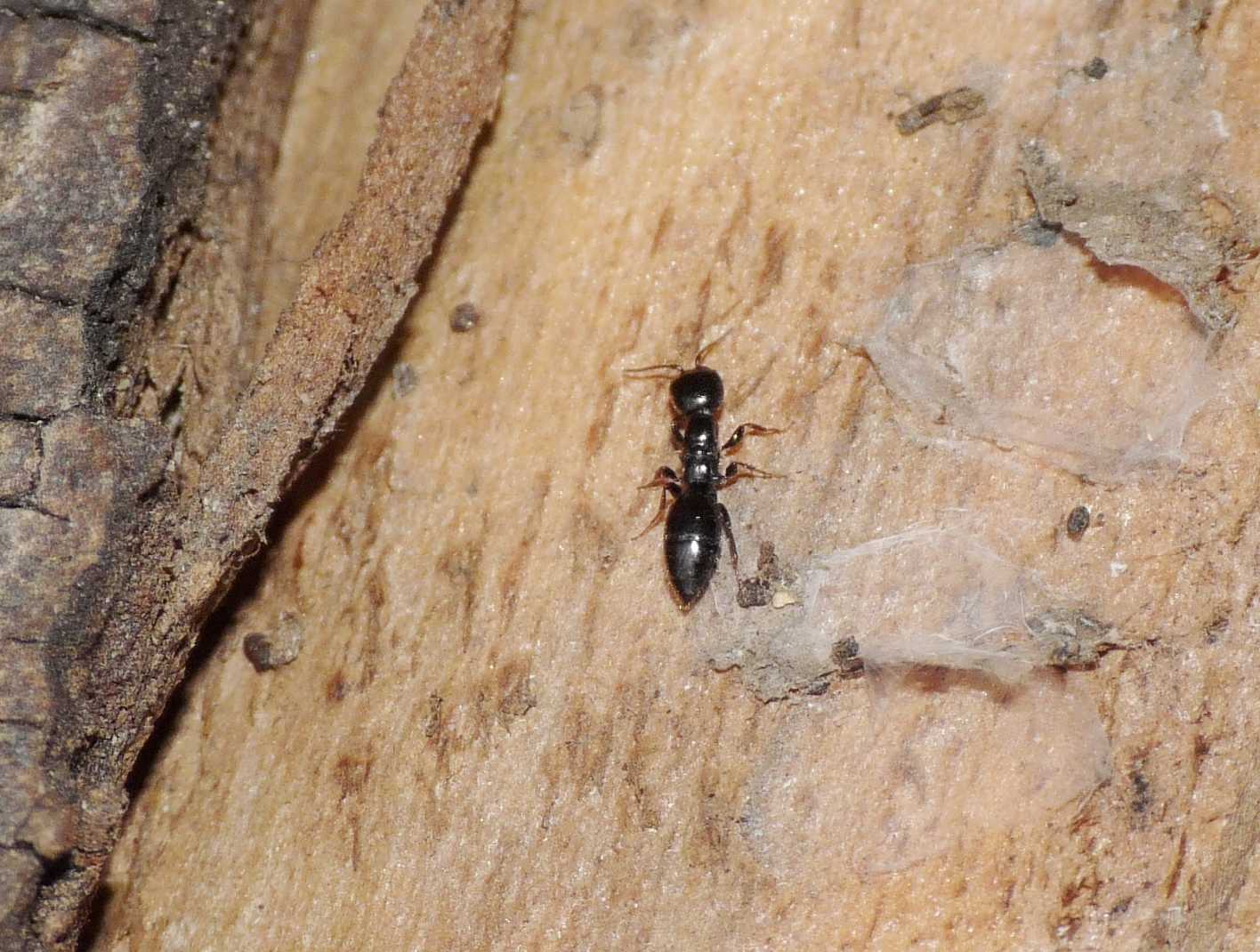 Bethilidae attero